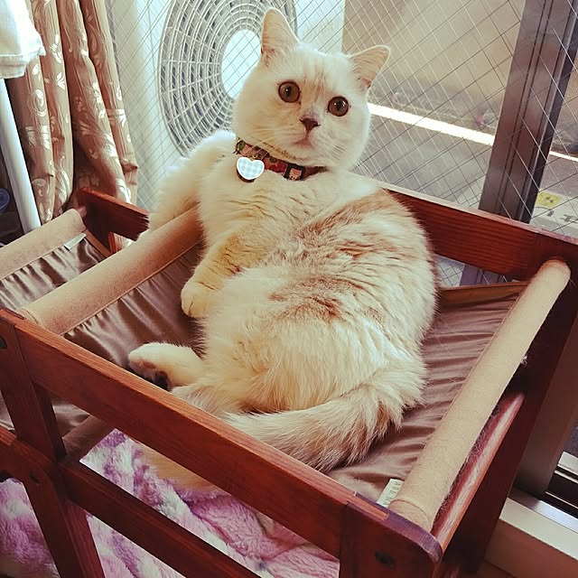 6catsさんの実例写真