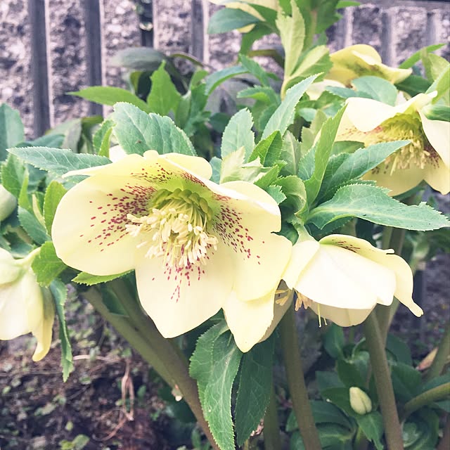 tamasabrowさんの実例写真