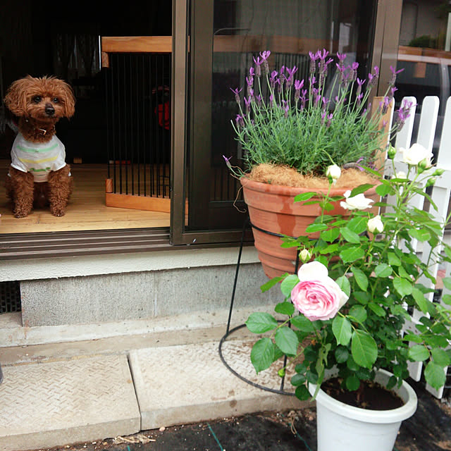 Riccaさんの実例写真