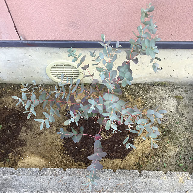kakoさんの実例写真