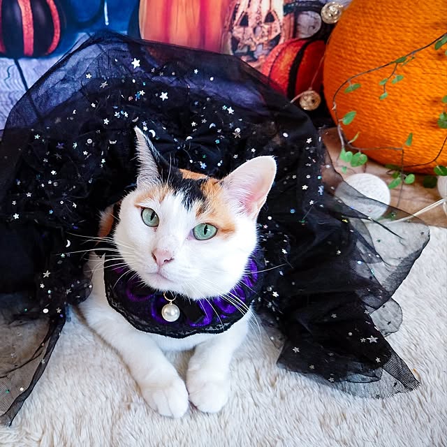 nyanta.koume.kannaさんの実例写真