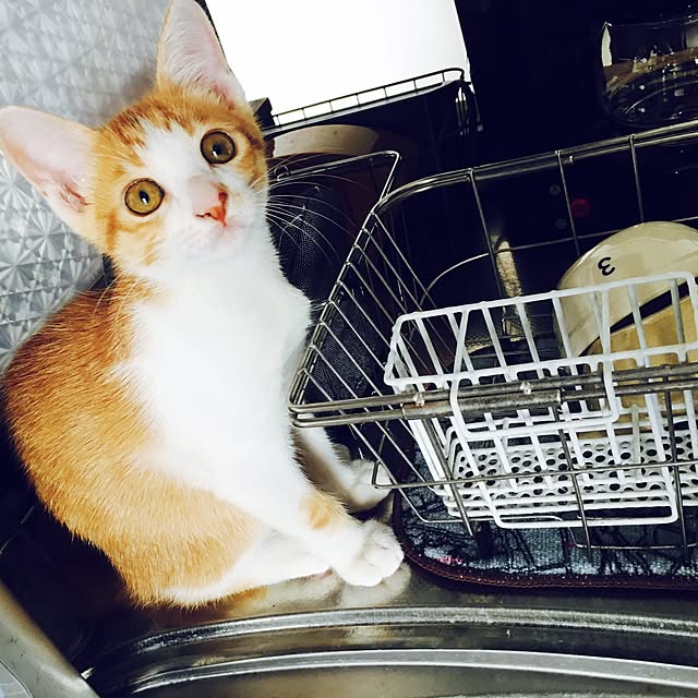 abcさんの実例写真