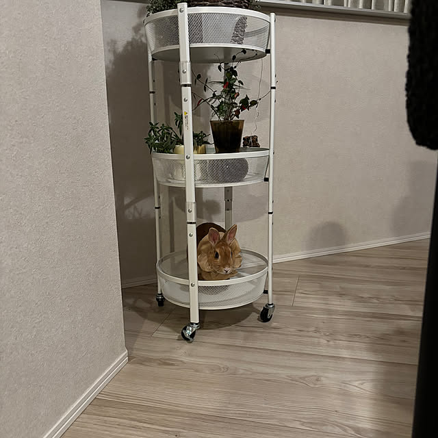 nachipavlovaさんの部屋