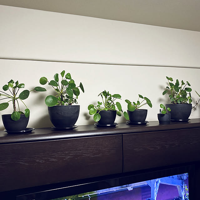 リビング/観葉植物のインテリア実例 - 2020-02-06 23:04:44