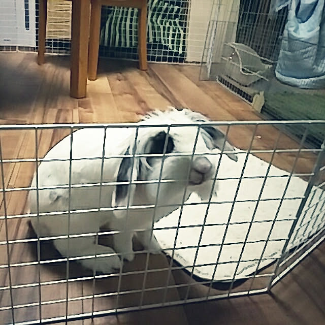WASABIさんの実例写真