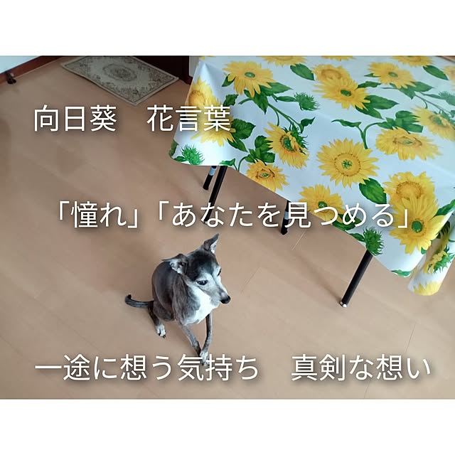 moruさんの部屋