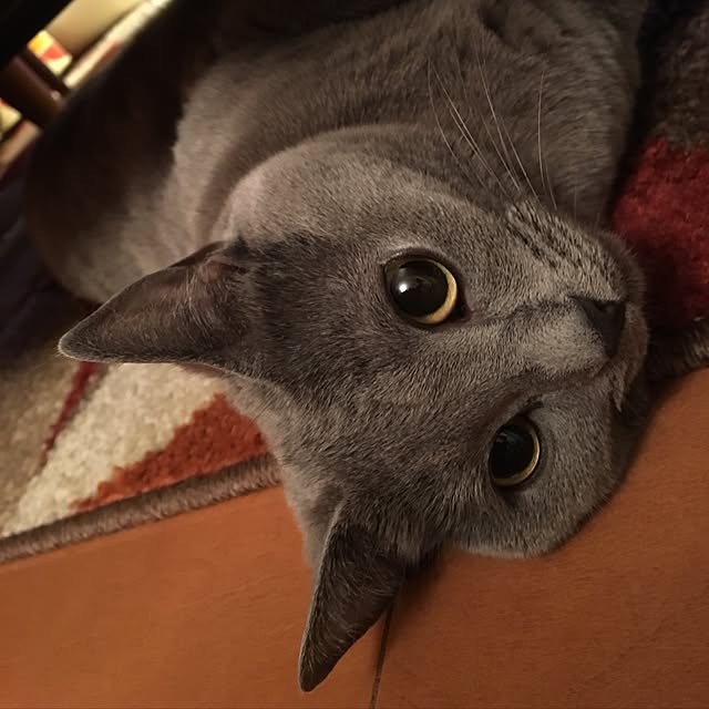 ikettenさんの実例写真