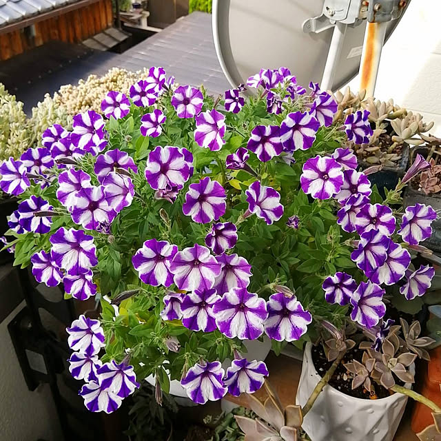 VERANDARJUNさんの実例写真
