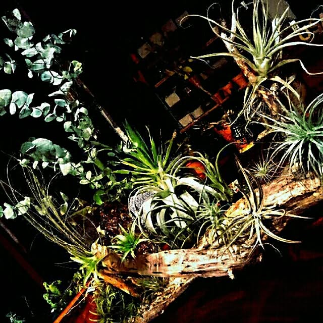 机/植物/81組/RC福島支部/【植中毒】...などのインテリア実例 - 2016-05-27 18:44:37
