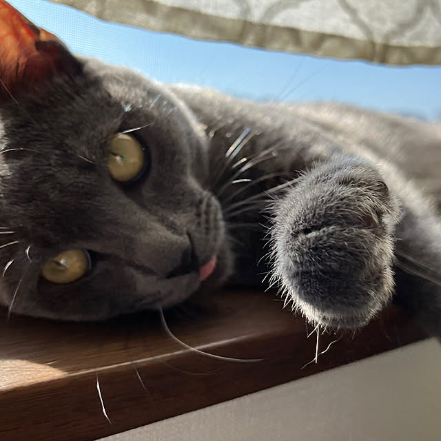 nekoさんの部屋