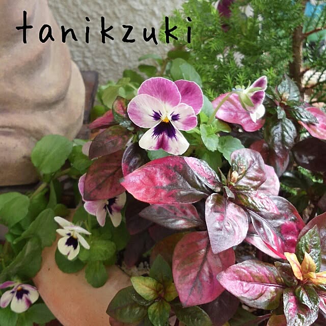 pinkさんの実例写真