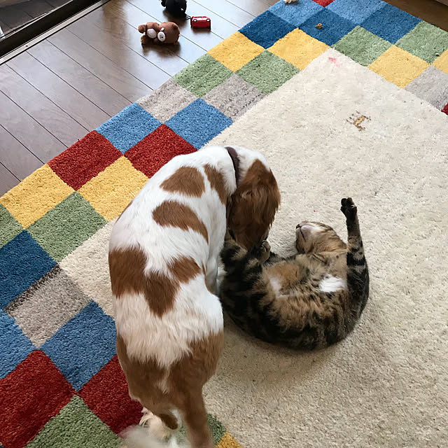 pepeさんの実例写真