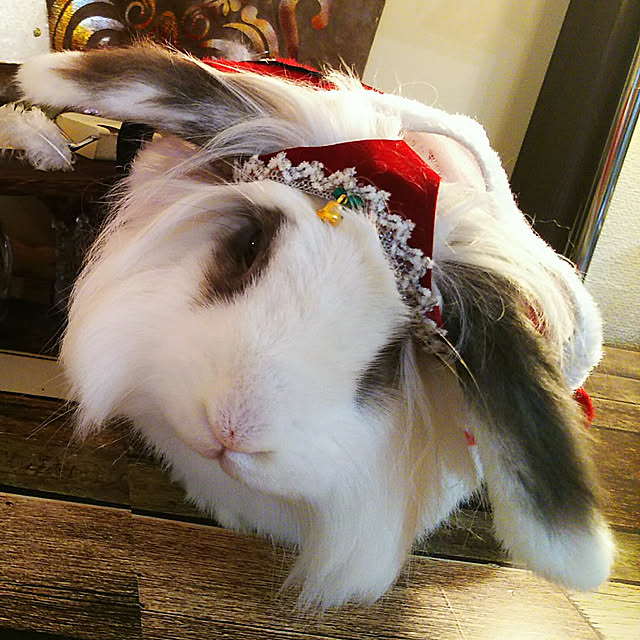 WASABIさんの実例写真