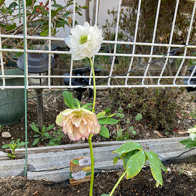 uraraさんの実例写真