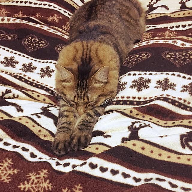 coconyantaさんの実例写真