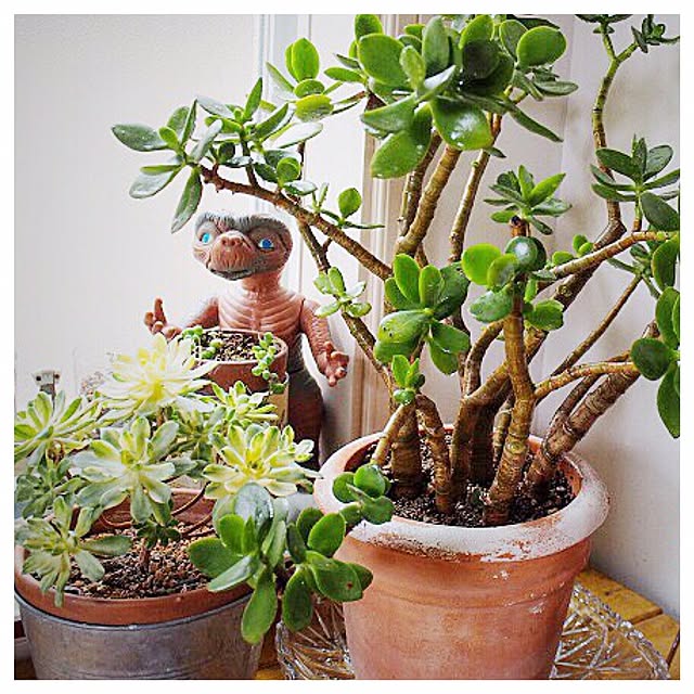 玄関/入り口/観葉植物のインテリア実例 - 2015-11-14 12:15:30