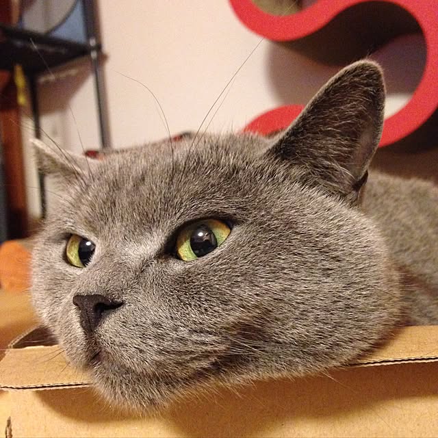 ikettenさんの実例写真