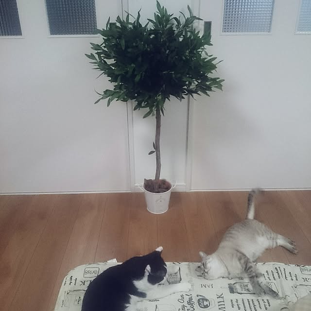 hoshiさんの実例写真