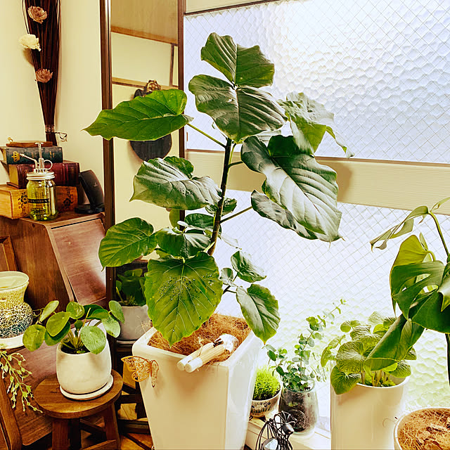 観葉植物/ガーデニング/部屋全体のインテリア実例 - 2019-05-19 01:02:02
