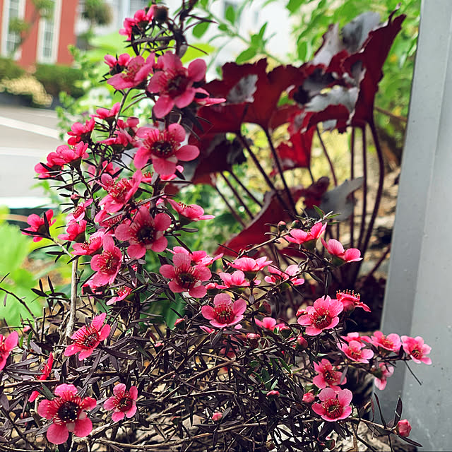 yukarin-gardenさんの実例写真