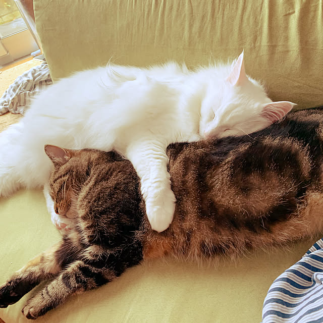 7hosi.10さんの実例写真