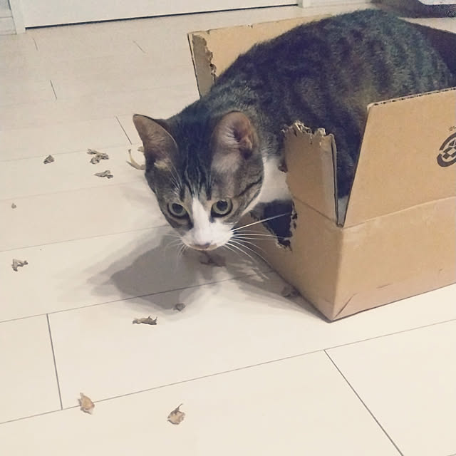 hanacocoさんの実例写真