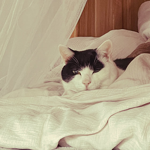 nekosamaさんの部屋