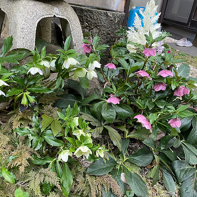 sugichanさんの実例写真