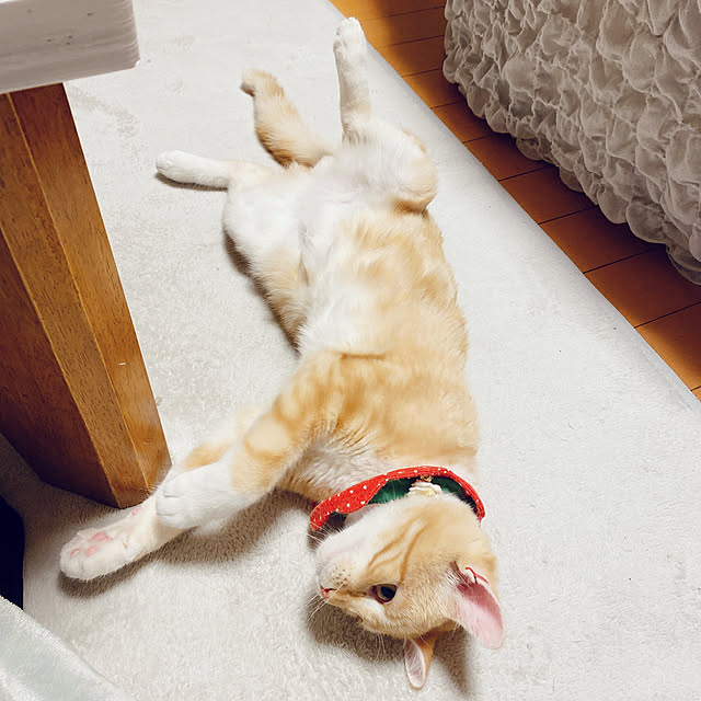 moolさんの実例写真