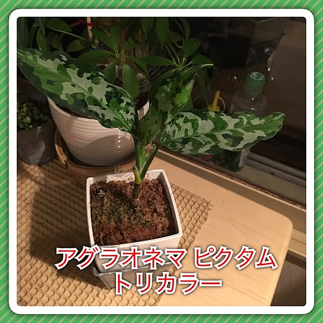 GORIRAさんの実例写真