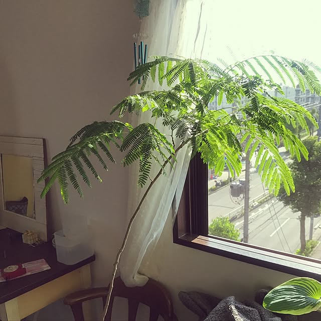 Miwaさんの実例写真