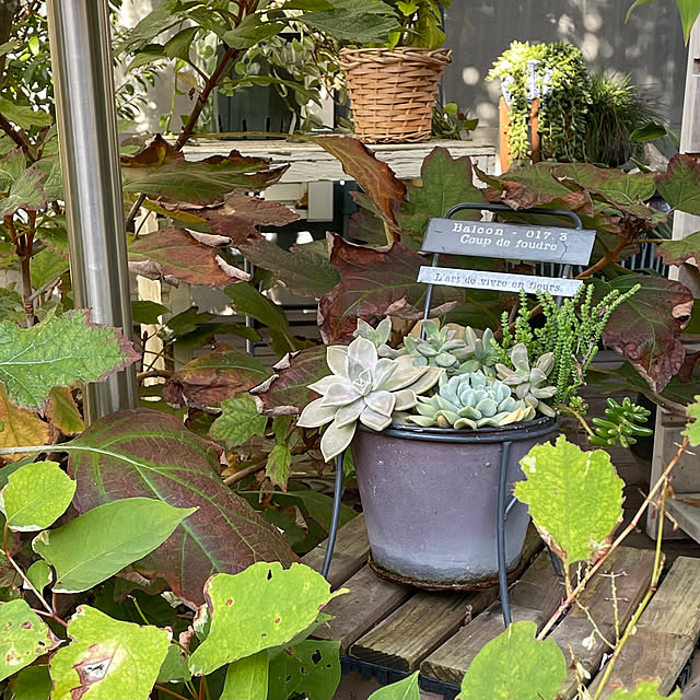 nobikoさんの部屋