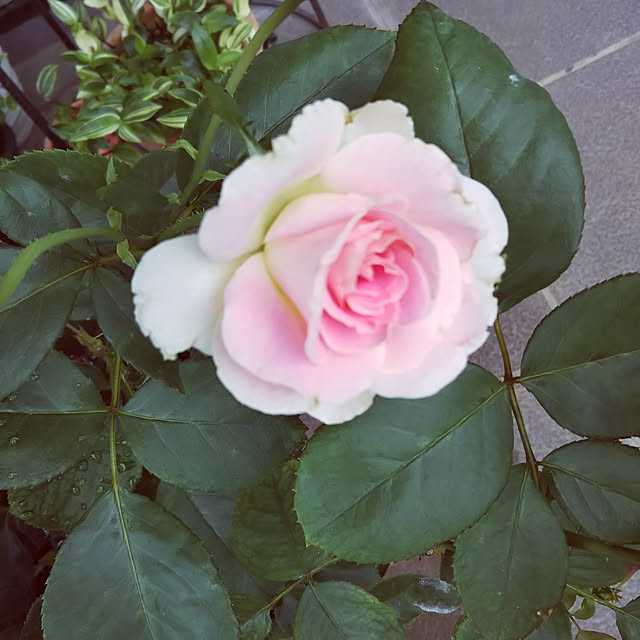 sa.yさんの実例写真