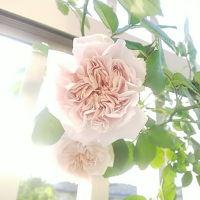 hiromimiさんの実例写真