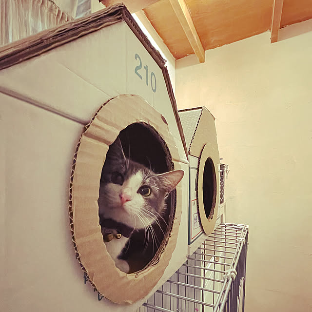 nekosamaさんの実例写真