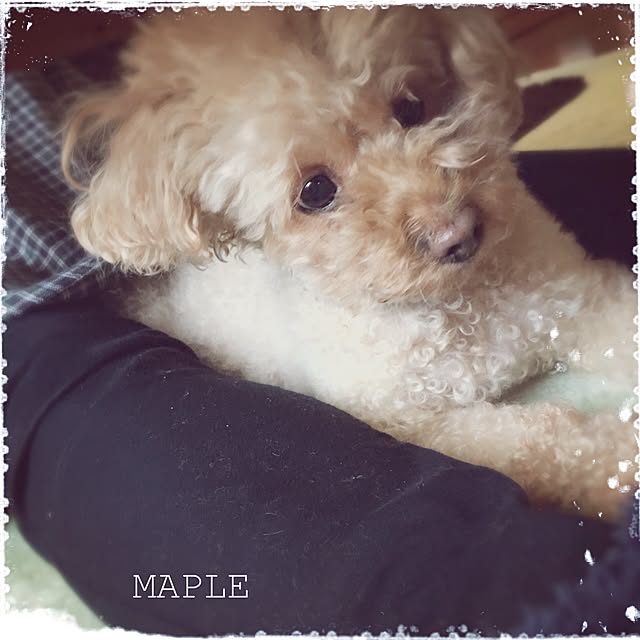 mapleさんの実例写真