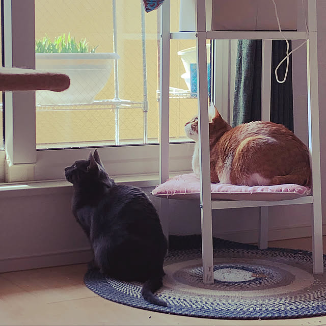 nekomamaさんの実例写真