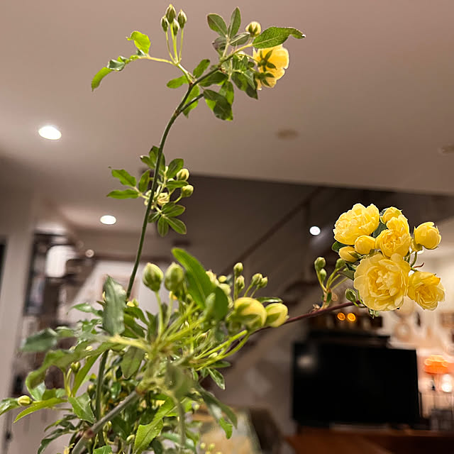 kojimasaさんの部屋