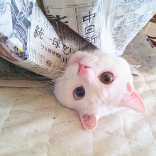 kaoさんの実例写真