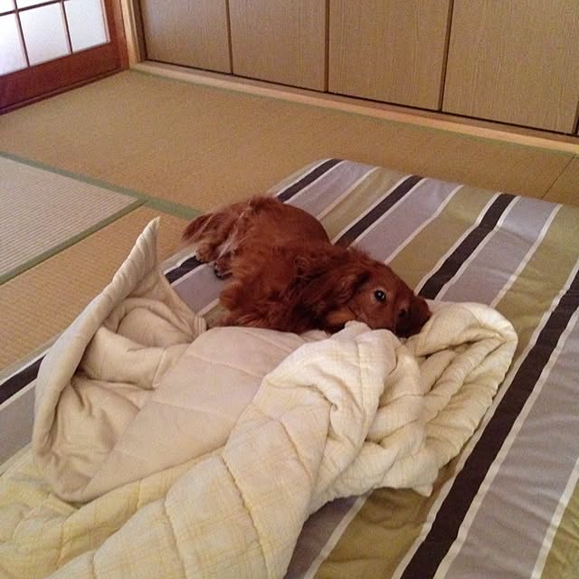 maruさんの実例写真