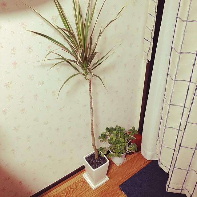 yukkoさんの実例写真