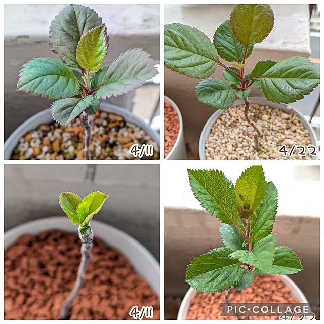 mi-saさんの部屋