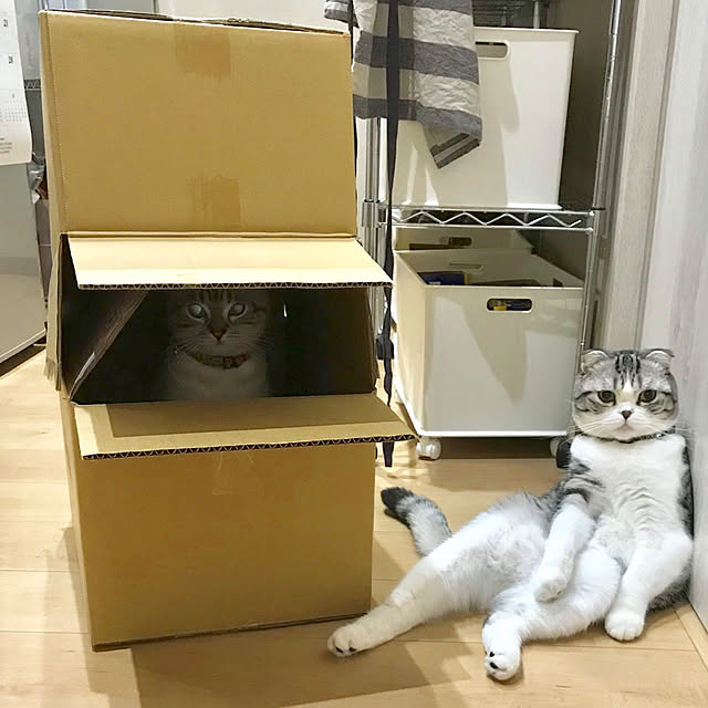 Dahliaさんの実例写真