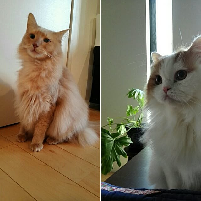 1ldksさんの実例写真
