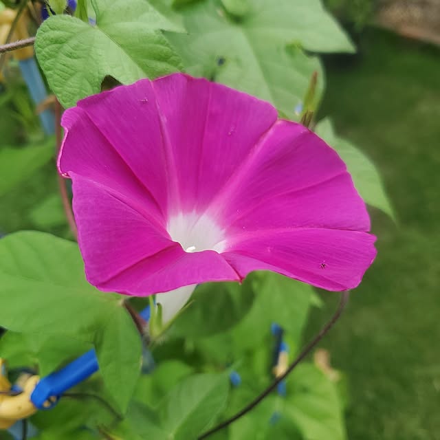 ramuramuさんの部屋