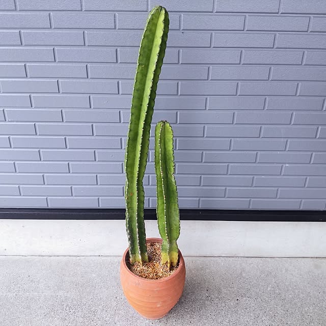 NSDさんの実例写真