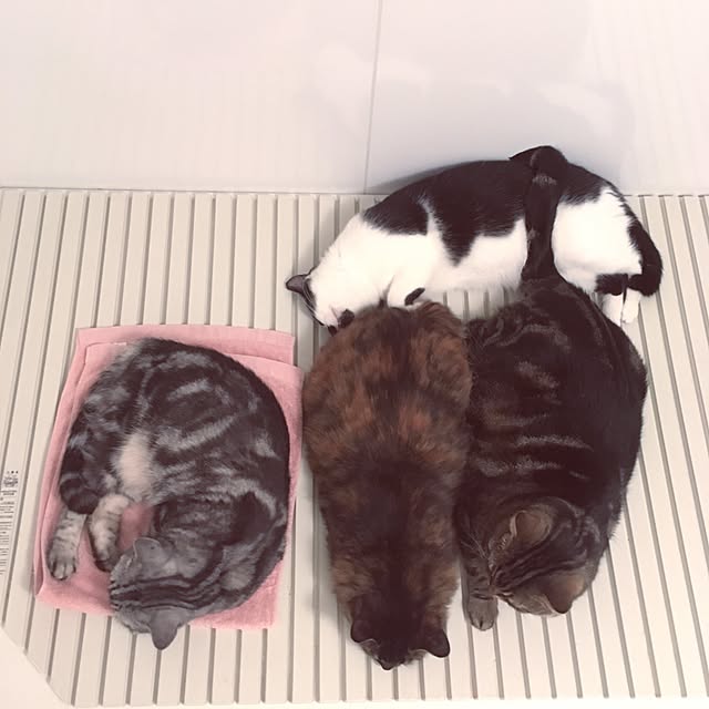 mikomaruさんの実例写真