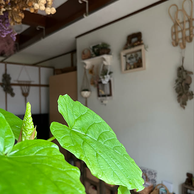 mohhaさんの実例写真
