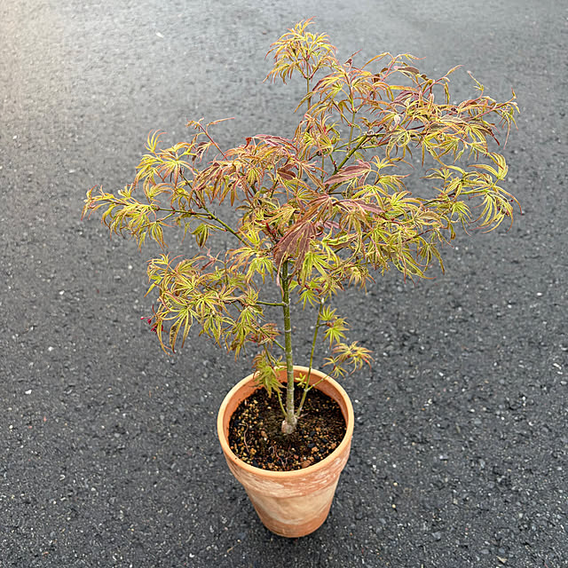 poi.cueさんの部屋