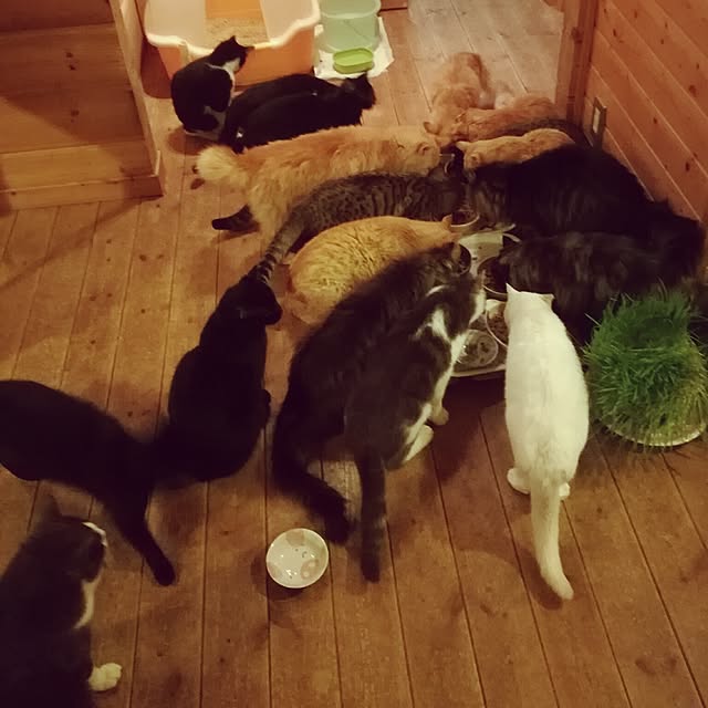 Maki-nekomamireさんの実例写真